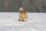 CORGI PEMBROKE 936